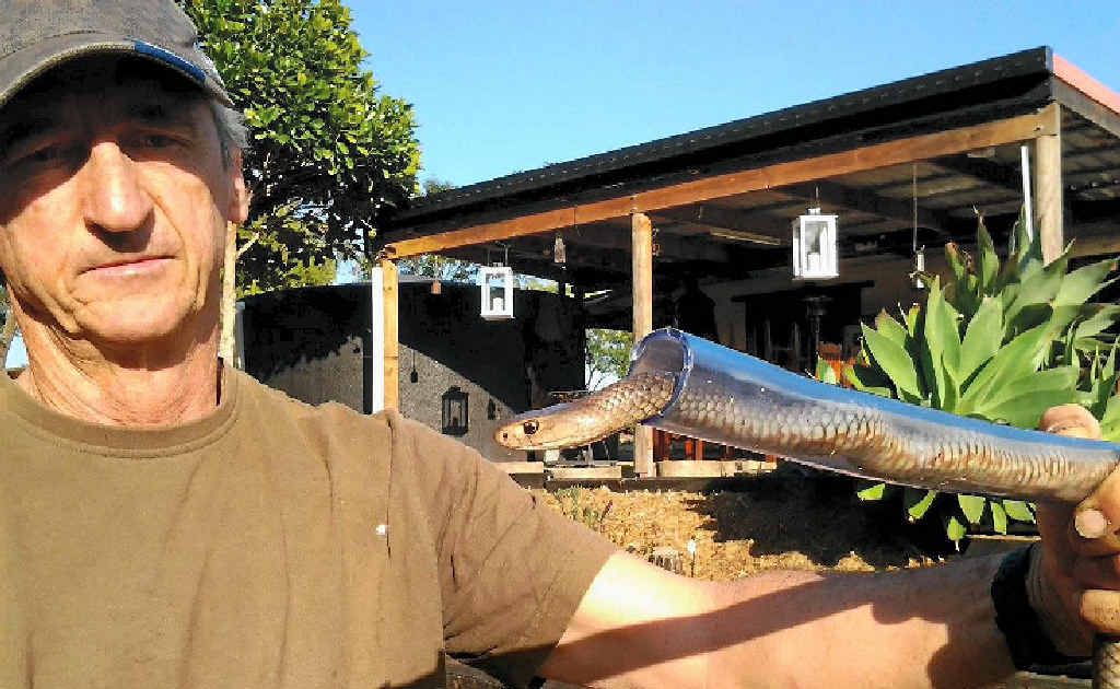 Deadly snakes on the move in Gladstone homes, schools Observer